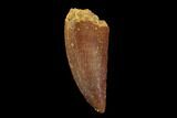 Serrated, Raptor Tooth - Real Dinosaur Tooth #94094-1